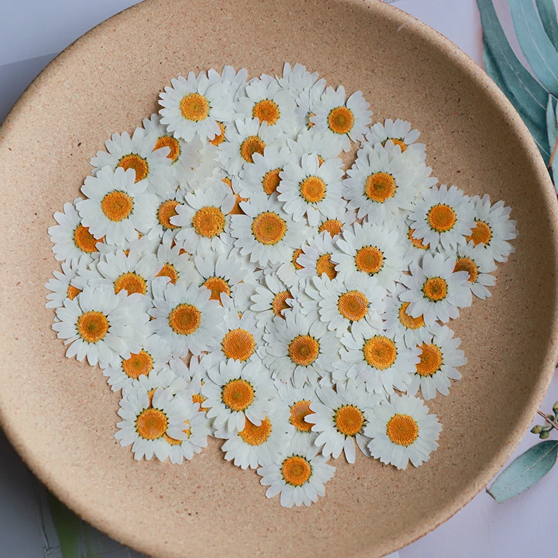 Dried Flower Bookmark - 60X Pressed แห้งดอกเบญจมาศสีขาวธรรมชาติ Paludosum ดอกไม้สําหรับเครื่องประดับบุ๊คมาร์คเคสโทรศัพท์โปสการ์ดการ์ดเชิญ Craft
