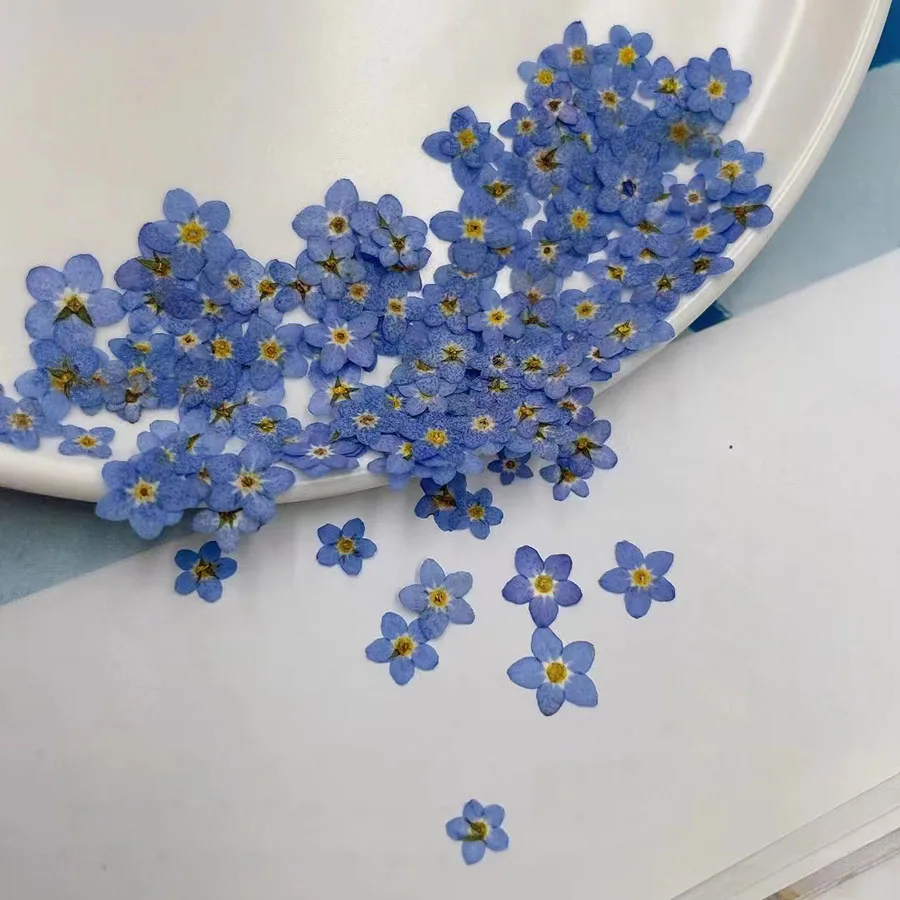 Dried Flower Bookmark - ดอกไม้บลูฟอร์เก็ตเมนอตแห้งอัดแท้จากธรรมชาติ (Myosotis Sylvatica) สำหรับทำเครื่องประดับ ที่คั่นหนังสือ ตกแต่งเล็บ