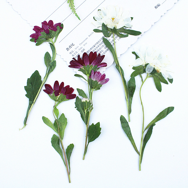 Dried Flower Bookmark - ดอกเบญจมาศแห้งอัดเม็ดขนาดเล็ก 24 ชิ้น สำหรับงานเรซิ่น เคสมือถือ โคมไฟ