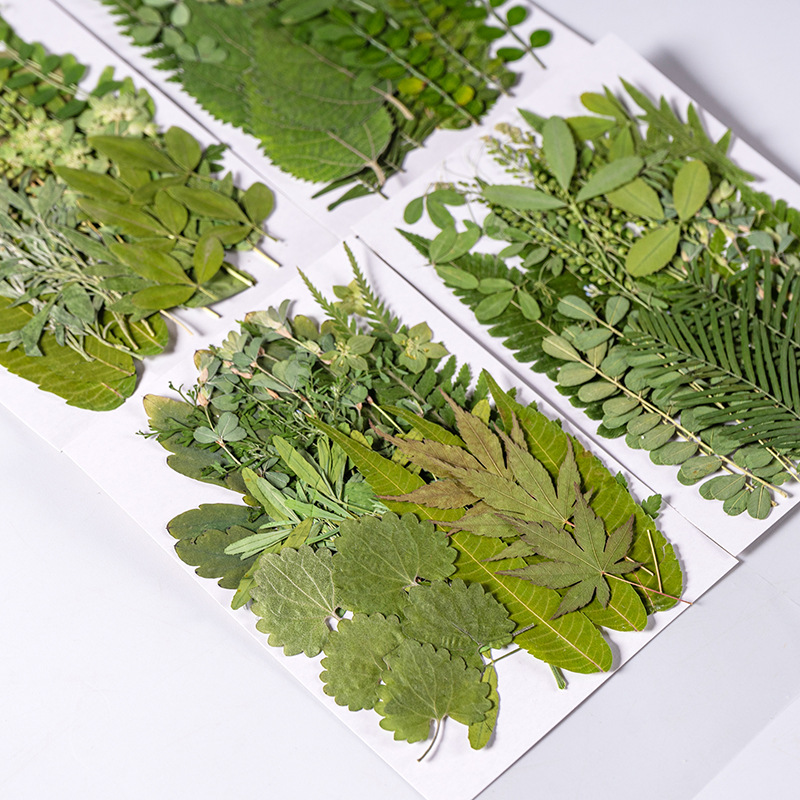 1 ชุด 35 ชิ้น Pressed ดอกไม้แห - Dried Flower Bookmark บทวิจารณ์และราคา
