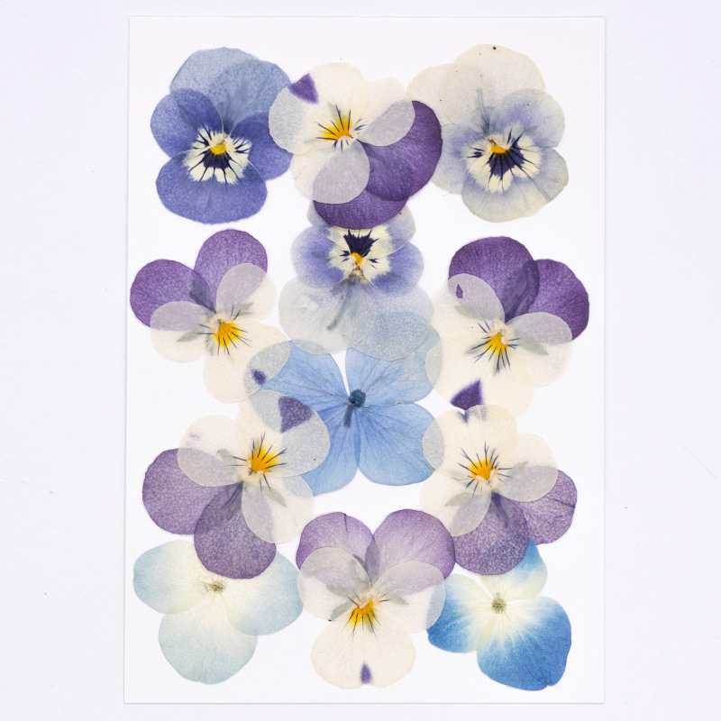 ดอกไวโอล่าคอร์นูต้าแห้ง 12 ชิ้ - Dried Flower Bookmark บทวิจารณ์และราคา