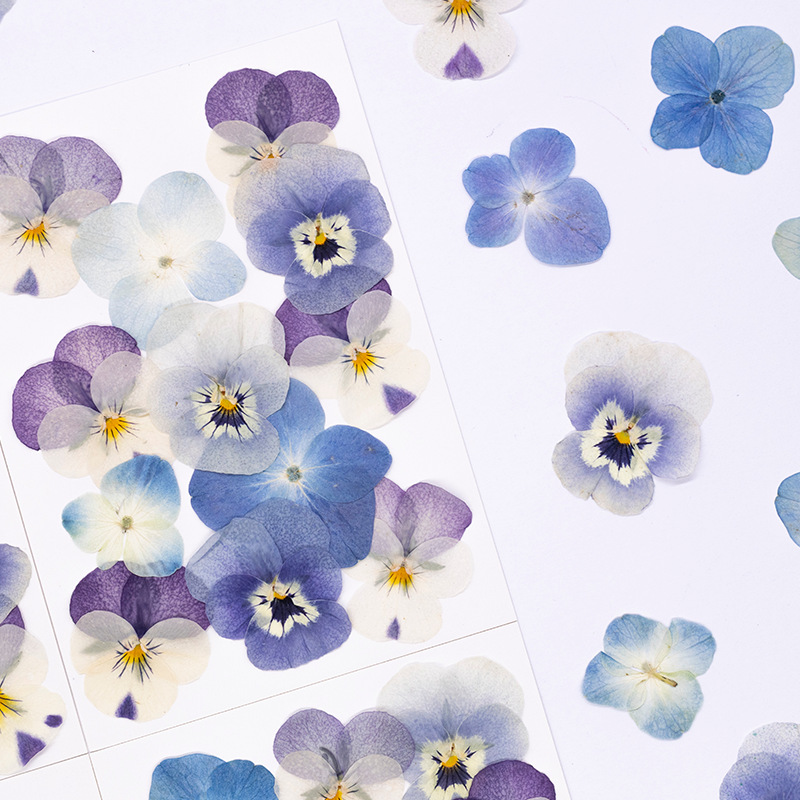 ดอกไวโอล่าคอร์นูต้าแห้ง 12 ชิ้ - Dried Flower Bookmark บทวิจารณ์และราคา