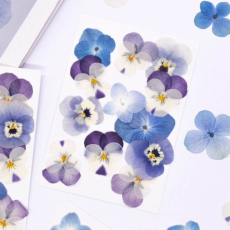 ดอกไวโอล่าคอร์นูต้าแห้ง 12 ชิ้ - Dried Flower Bookmark บทวิจารณ์และราคา