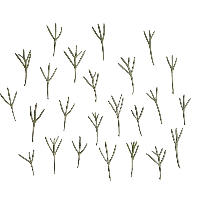 24 ชิ้น, ใบอะคิลีอาแห้งแท้สำหร - Dried Flower Bookmark บทวิจารณ์และราคา