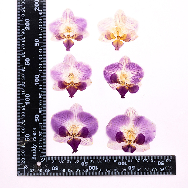 ดอกกล้วยไม้ฟาแลนนอปซิสแห้งอัด  - Dried Flower Bookmark บทวิจารณ์และราคา
